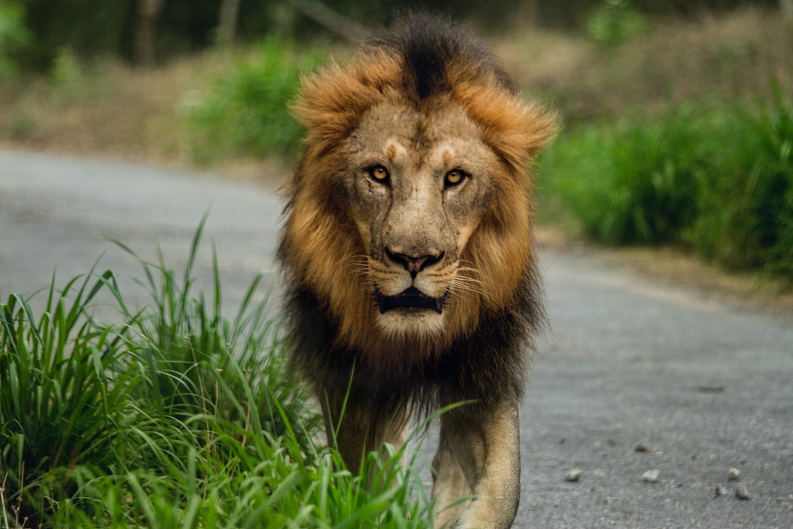 The Rise of Pet Lions in Dubai