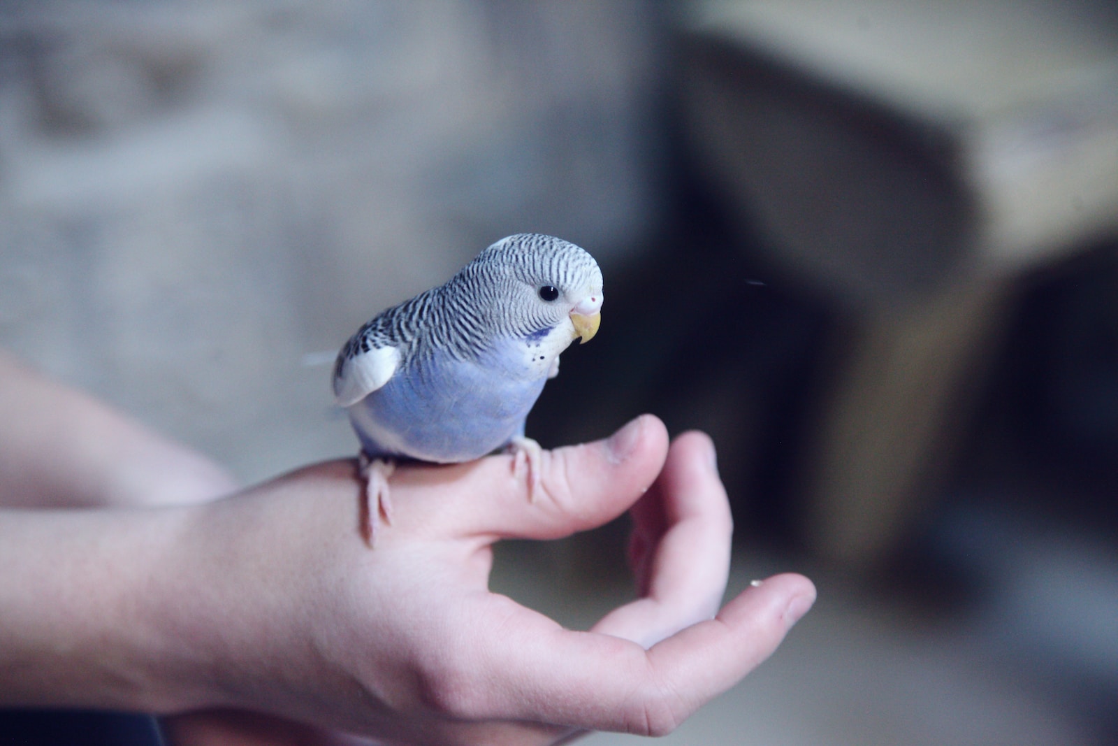 Top Friendly Pet Bird Species